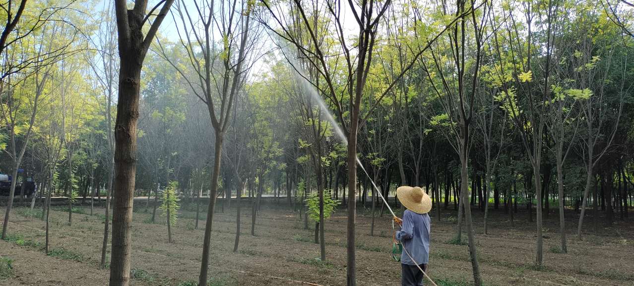 防治美國白蛾！